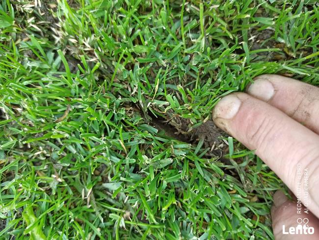 Siewnik szczelinowy Ryan Mataway