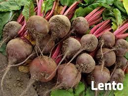 Buraki czerwone, ogórki, marchew: ekologiczne z ogródka.