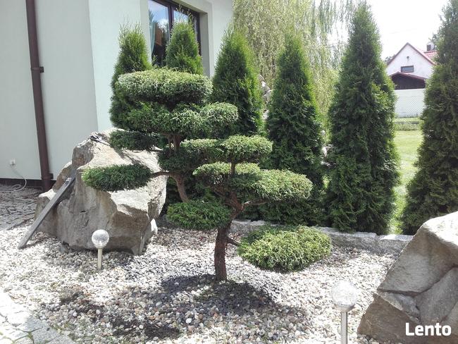 Drzewa i krzewy formowane Bonsai Niwaki - dostawa !