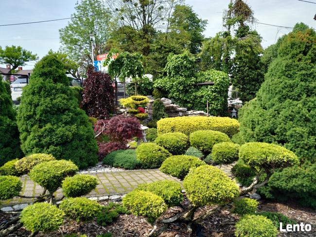 Drzewa i krzewy formowane Bonsai Niwaki - dostawa !