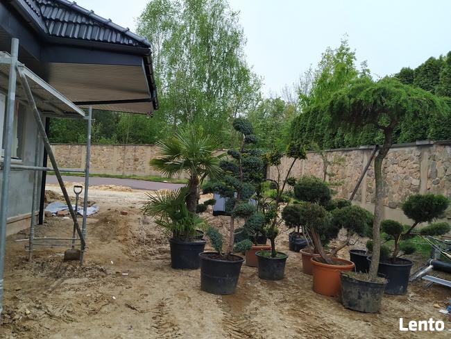 Drzewa i krzewy formowane Bonsai Niwaki - dostawa !