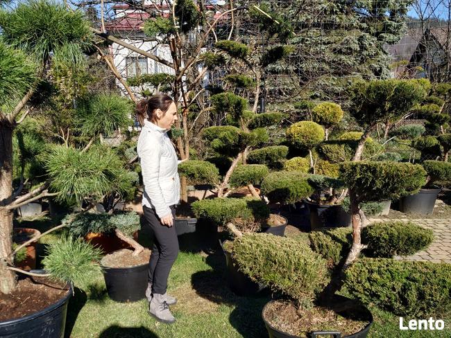 Drzewa i krzewy formowane Bonsai Niwaki - dostawa !
