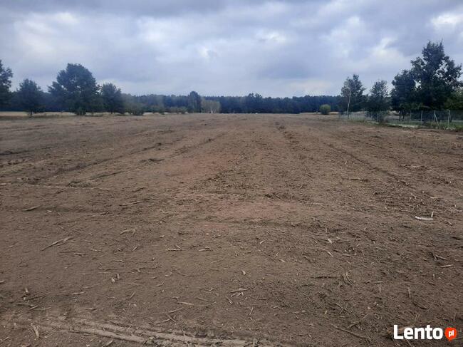 Usługi mulczerem wycinka samosiejek mulczer