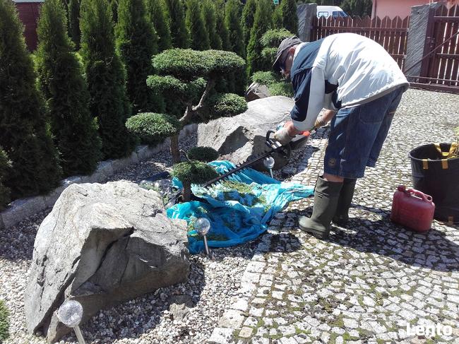 Drzewa i krzewy formowane Bonsai Niwaki - dostawa !