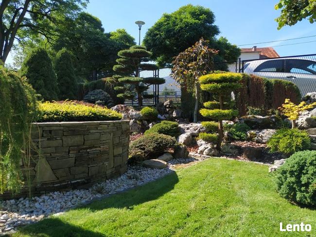 Drzewa i krzewy formowane Bonsai Niwaki - dostawa !