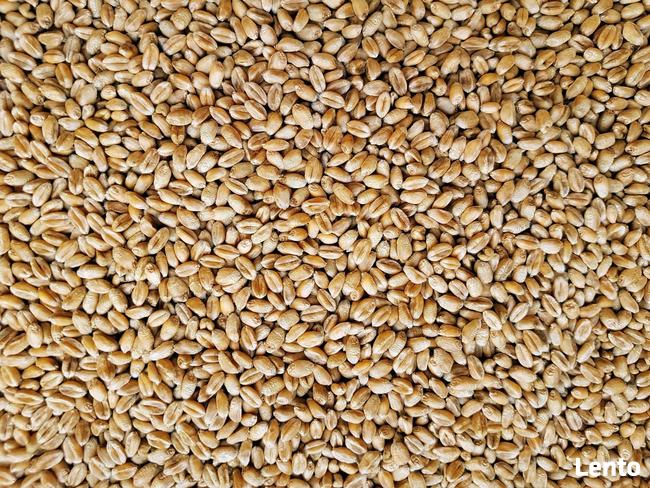 Pszenica ekologiczna. Sprzedaż jedynie wysyłkowa!!!