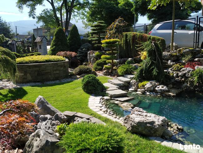 Drzewa i krzewy formowane Bonsai Niwaki - dostawa !