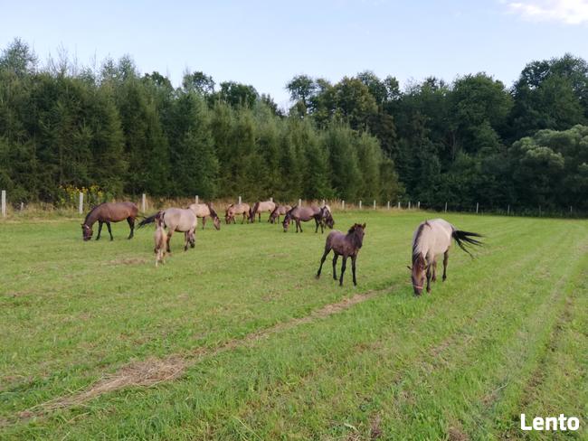 Konie Konik polski