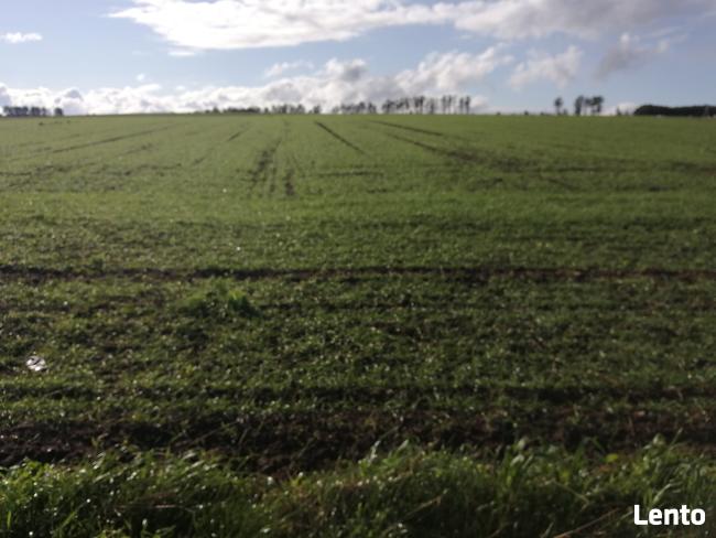 Działka siedliskowa z warunkami zabudowy- Białogarda