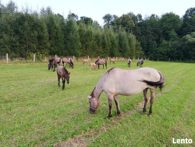 Konie Konik polski