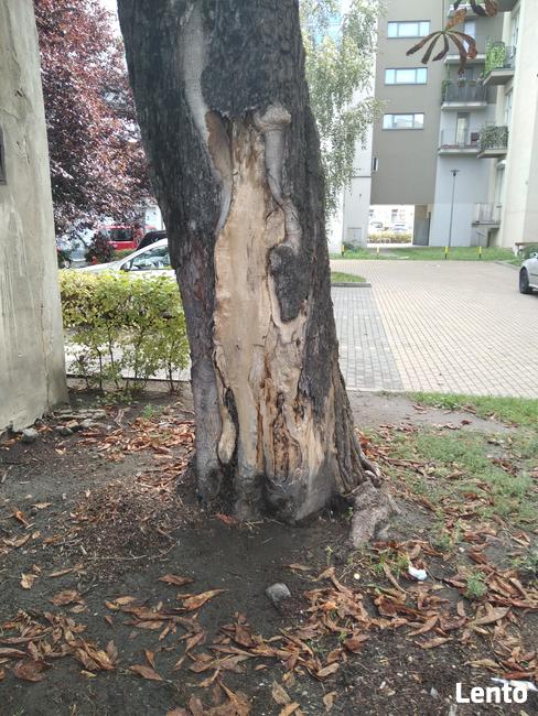 Inwentaryzacja drzew, operat dendrologiczny