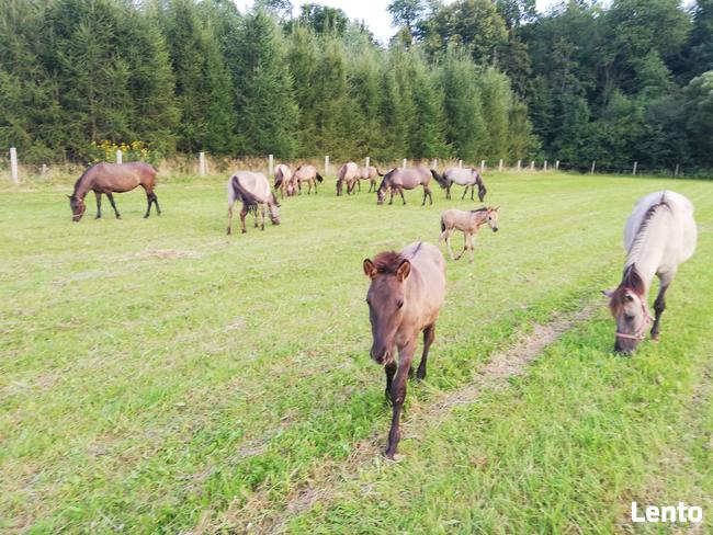 Konie Konik polski