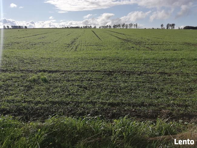 Działka siedliskowa z warunkami zabudowy- Białogarda