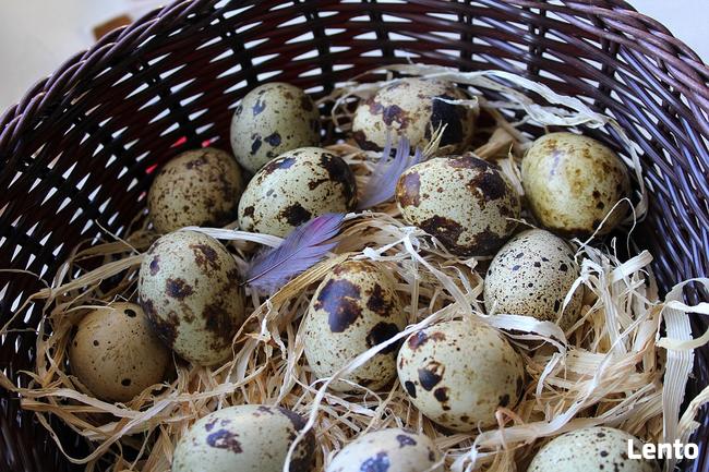 Jaja-Hurt Jaj-Leszno, Śmigiel, Kościan, Stęszew, Luboń, Poznań