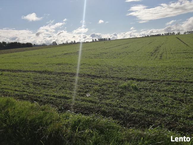 Działka siedliskowa z warunkami zabudowy- Białogarda