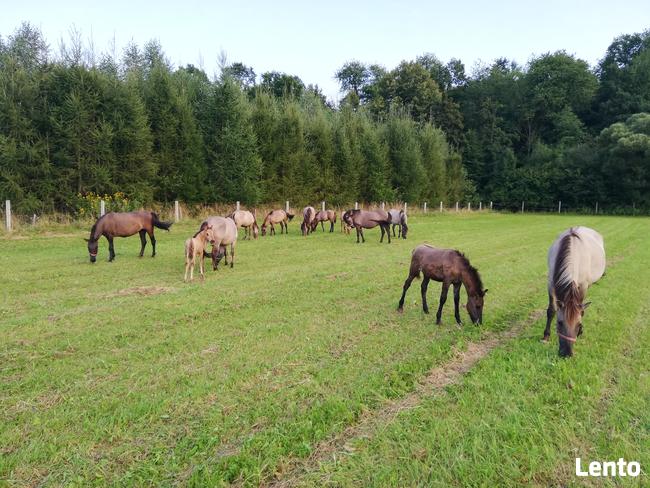 Konie Konik polski