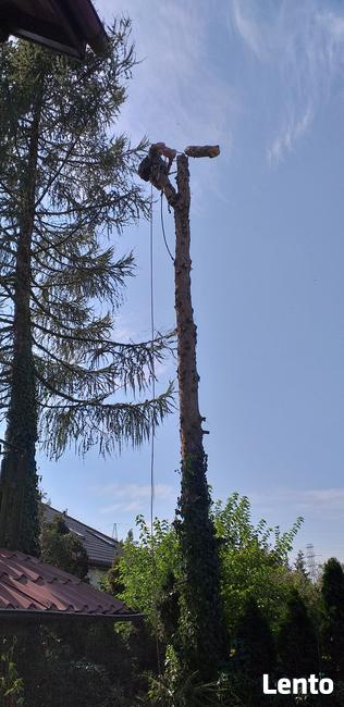 Alpinistyczna wycinka drzew oraz ciecie i rabanie drewna