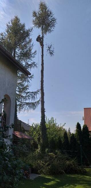 Wycinka drzew trudnych. Oraz ciecie i rabanie drewna