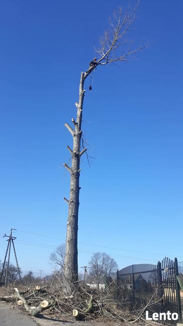 Alpinistyczna wycinka drzew oraz ciecie i rabanie drewna