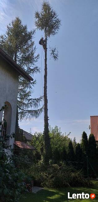 Wycinka drzew oraz ciecie i rabanie drewna