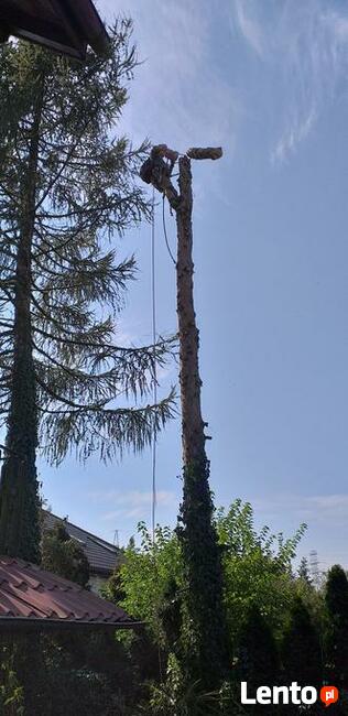 Wycinka drzew oraz ciecie i rabanie drewna