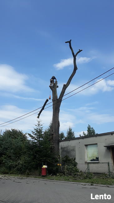 Wycinka drzew trudnych. Oraz ciecie i rabanie drewna