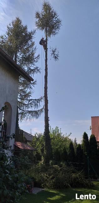 Alpinistyczna wycinka drzew oraz ciecie i rabanie drewna