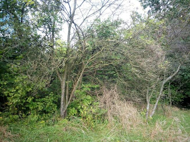 działka budowlana Miękinia małopolska bez pośredników OKAZJA