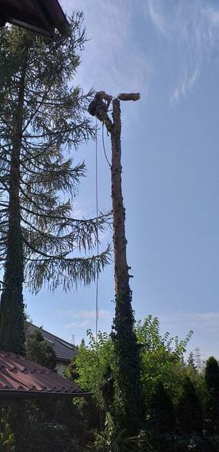 Wycinka drzew trudnych. Oraz ciecie i rabanie drewna