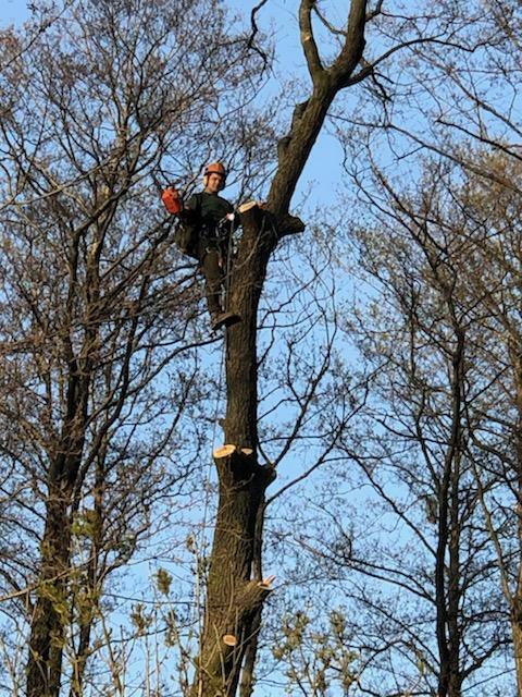 Wycinka drzew trudnych. Oraz ciecie i rabanie drewna