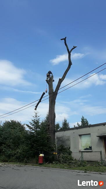 Wycinka drzew oraz ciecie i rabanie drewna