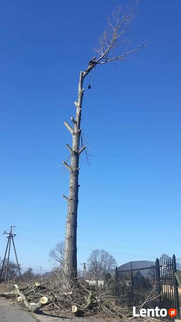 Wycinka drzew oraz ciecie i rabanie drewna