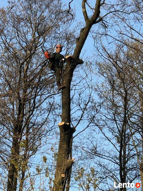 Wycinka drzew oraz ciecie i rabanie drewna