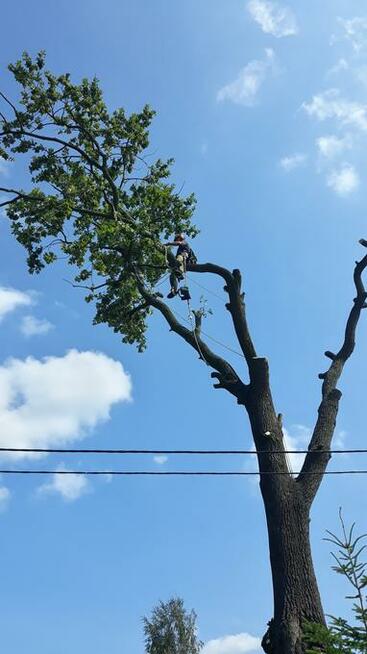 Wycinka drzew trudnych. Oraz ciecie i rabanie drewna