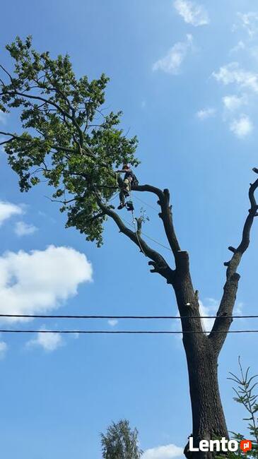 Wycinka drzew oraz ciecie i rabanie drewna