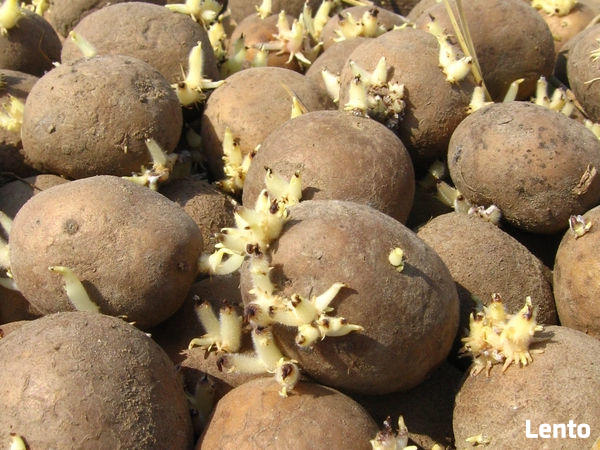 Sadzeniak Satina, Gala, Tajfun, Jedynie wysyłka!!!