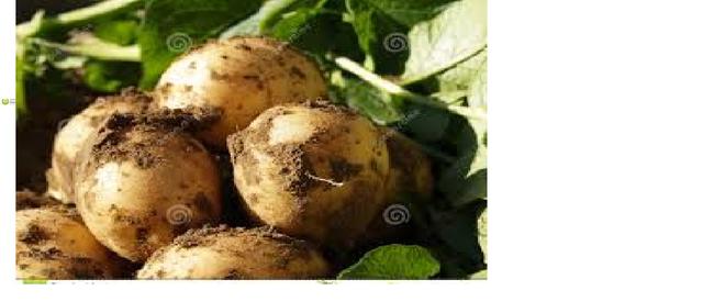 Ziemniaki: Satina, Gala, Tajfun. Jedynie wysyłka!!!