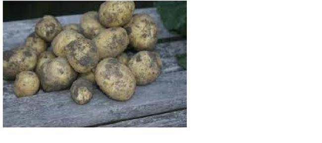 Ziemniaki: Satina, Gala, Tajfun. Jedynie wysyłka!!!
