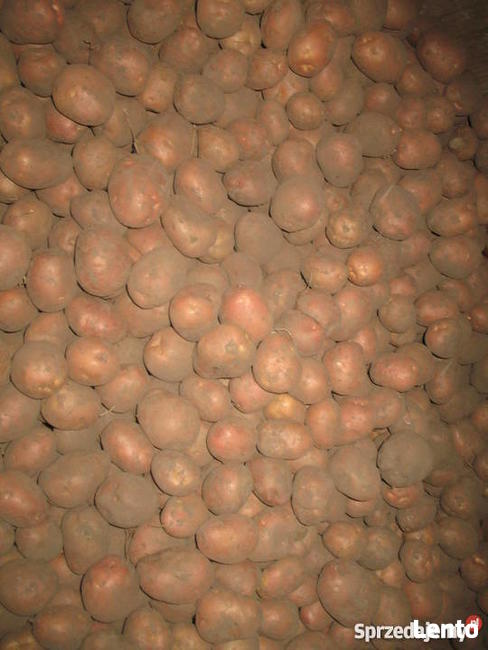 Sadzeniak Satina, Gala, Tajfun, Jedynie wysyłka!!!