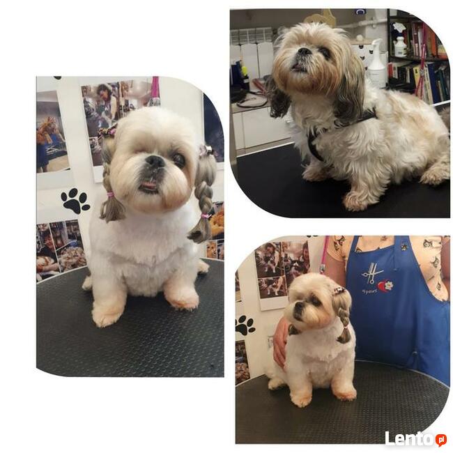KURS GROOMINGU-STRZYŻENIE PSÓW ZAPRASZAMY SALON HAU-MIAŁ