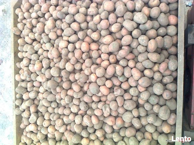 Sadzeniak Satina, Gala, Tajfun, Jedynie wysyłka!!!