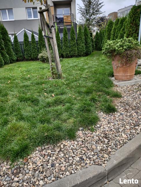 DORA-MAX Usługi sprzątania