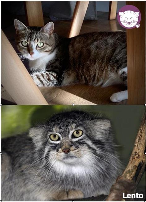 Solinka - kot domowy czy manul