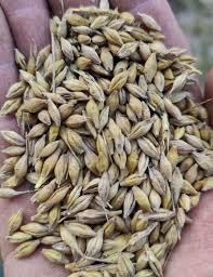 Jęczmień jary ekologiczny. Sprzedaż jedynie wysyłkowa!!!