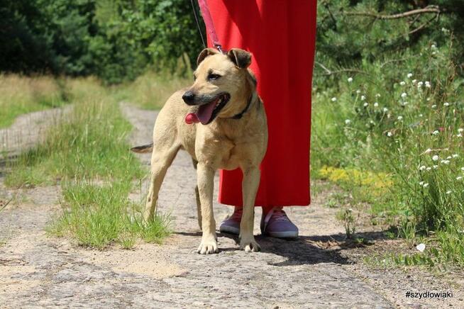 Stateczny starszy psiak szuka domu