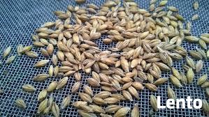 Jęczmień jary ekologiczny. Sprzedaż jedynie wysyłkowa!!!