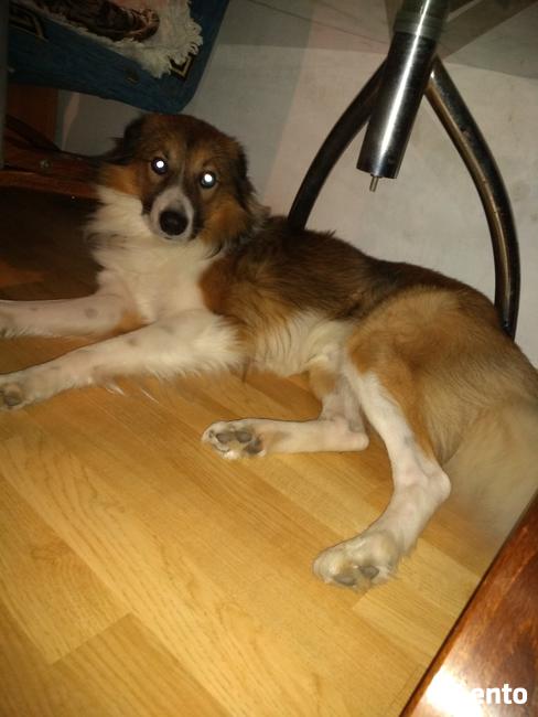 Oddam pieska mieszaniec owczarka szkockiego z kundelkiem