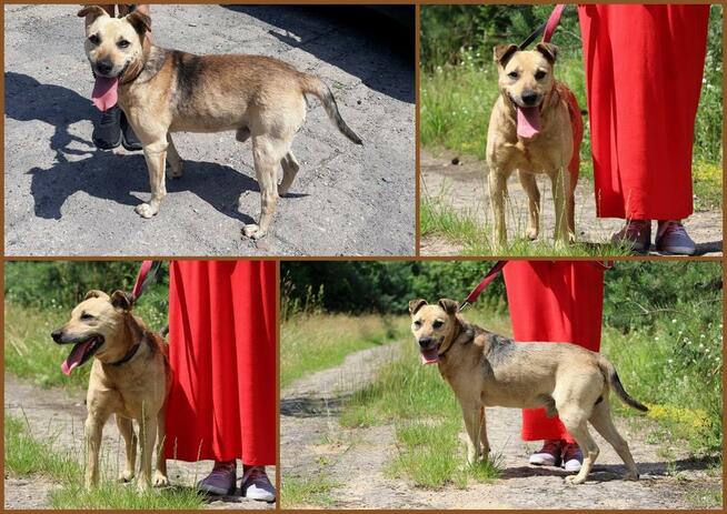 Stateczny starszy psiak szuka domu