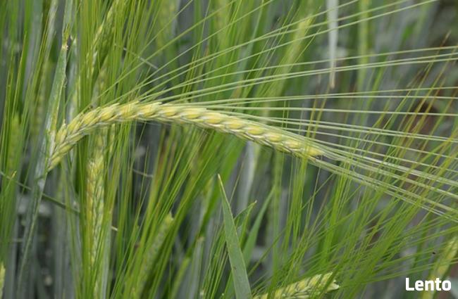 Jęczmień jary ekologiczny. Sprzedaż jedynie wysyłkowa!!!