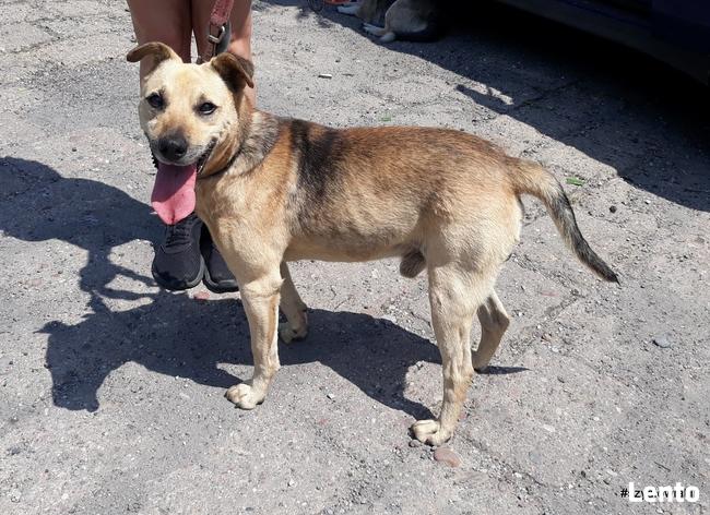 Stateczny starszy psiak szuka domu